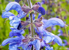 <i>Salvia pratensis</i> (Lamiaceae) - Wiesensalbei; Heimat: Europa - Foto: Wolfgang Stuppy; ©RUB