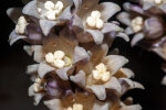 <b>Tupistra squalida</i> Ker Gawl. (Asparagaceae); Heimat: Maluku (Ambon) - Foto: Wolfgang Stuppy; ©RUB