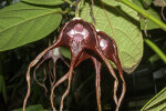 <i>Aristolochia tricaudata</i> Lem. (Aristolochiaceae); Heimat: tropische Wälder Süd-Mexikos (Oaxaca, Chiapas) - Foto: Wolfgang Stuppy; ©RUB