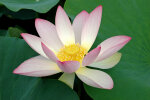 <i>Nelumbo nucifera</i> Gaertn. (Nelumbonaceae) - Indische Lotosblume; Heimat: Asien, Australien - Foto: Wolfgang Stuppy; ©RUB