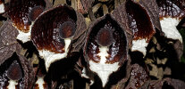 <i>Aristolochia arborea</i> Linden (Aristolochiaceae) - Baum-Pfeifenblume; Heimat: S-Mexiko - Foto: Wolfgang Stuppy; ©RUB