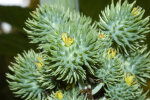 <i>Ricinus communis</i> L. (Euphorbiaceae) - Wunderbaum, unreife Früchte; Heimat: Nordost-Afrika - Foto: Wolfgang Stuppy; ©RUB