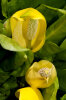 <i>Lysichiton americanus</i> Hultén & H.St.John (Araceae) - Amerikanischer Stinktierkohl, Amerikanischer Riesenaronstab, Gelbe Scheinkalla; Heimat: Alaska bis westliche USA - Foto: Wolfgang Stuppy; ©RUB