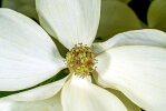 <b>Cornus kousa</i> subsp. <i>chinensis</i> (Osborn) Q.Y. Xiang (Cornaceae) - Chinesischer Blumen-Hartriegel; Heimat: China - Foto: Wolfgang Stuppy; ©RUB