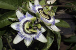 <i>Passiflora caerulea</i> L. (Passifloraceae) - Blaue Passionsblume; Heimat: Südamerika - Foto: Wolfgang Stuppy; ©RUB