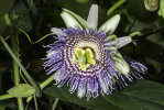 <i>Passiflora ligularis</i> Juss. (Passifloraceae) - Süße Granadilla; Heimat: nordöstl. Südamerika - Foto: Wolfgang Stuppy; ©RUB