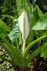 <i>Typhonodorum lindleyanum</i> Schott (Araceae) - Aquatischer Riesenaronstab; Heimat: Tansania (Pembar, Sansibar), Madagaskar, Komoren, Réunion & Mauritius - Foto: Wolfgang Stuppy; ©RUB