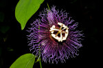 <i>Passiflora serratifolia</i> L. (Passifloraceae); Heimat: Mexiko bis Zentralamerika - Foto: Wolfgang Stuppy; ©RUB