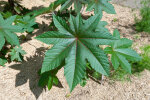 <i>Ricinus communis</i> L. (Euphorbiaceae) - Wunderbaum; Heimat: Nordost-Afrika - Foto: Wolfgang Stuppy; ©RUB