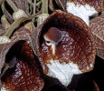 <i>Aristolochia arborea</i> Linden (Aristolochiaceae) - Baum-Pfeifenblume; Heimat: S-Mexiko - Foto: Wolfgang Stuppy; ©RUB