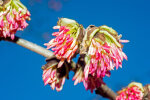 <i>Parrotia persica</i> C.A.Mey. (Hamamelidaceae) - Persischer Eisenholzbaum; Heimat: Südost-Aserbaidschan bis Nord-Iran - Foto: Wolfgang Stuppy; ©RUB