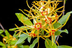 <i>Strophanthus speciosus</i> (Ward & Harv.) Reber (Apocynaceae) - Korkenzieherblume; Heimat: Südostasien - Foto: Wolfgang Stuppy; ©RUB