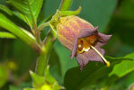 <i>Atropa bella-donna</i> L. (Solanaceae) - Schwarze Tollkirsche; Heimat: Europa, Nordafrika, West-Asien (bis Iran) - Foto: Wolfgang Stuppy; ©RUB