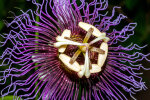<i>Passiflora serratifolia</i> L. (Passifloraceae); Heimat: Mexiko bis Zentralamerika - Foto: Wolfgang Stuppy; ©RUB