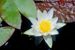 <i>Nymphaea alba</i> L. (Nymphaeaceae) - Weiße Seerose; Heimat: Europa bis westlicher Himalaya, Nordafrika - Foto: Wolfgang Stuppy; ©RUB