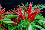 <i>Capsicum annuum 'Antalya Dan'</i> L. (Solanaceae) - Chili-Sorte; Heimat: ursprünglich Zentral- und Südamerika - Foto: Wolfgang Stuppy; ©RUB