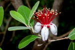 <i>Acca sellowiana</i> (O.Berg) Burret (Myrtaceae) - Brasilianische Guave; Heimat: Südamerika - Foto: Wolfgang Stuppy; ©RUB