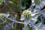 <i>Eryngium maritimum</i> L. (Apiaceae) - Stranddistel, Meer-Mannstreu; Heimat: Europa bis West-Kaukasus - Foto: Wolfgang Stuppy; ©RUB