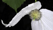 <i>Davidia involucrata</i> (N.E.Br.) Baill. (Nyssaceae) - Taschentuchbaum; Heimat: China - Foto: Wolfgang Stuppy; ©RUB