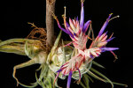<i>Tillandsia seleriana</i> Mez (Bromeliaceae); Heimat: Zentralamerika - Foto: Wolfgang Stuppy; ©RUB