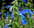<i>Salvia patens</i> Cav. (Lamiaceae) - Mexikanischer Salbei; Heimat: Mexiko bis Guatemala - Foto: Wolfgang Stuppy; ©RUB
