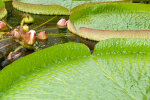 <i>Victoria cruziana</i> Orb. (Nymphaeaceae) - Santa-Cruz-Riesenseerose, Blattrand mit Kerbe als Wasserablauf; Heimat: Gebiet des Rio Paraná (Nordost-Argentinien, Zentral-Brasilien und Paraguay) - Foto: Wolfgang Stuppy; ©RUB