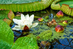 <i>Victoria cruziana</i> Orb. (Nymphaeaceae) - Santa-Cruz-Riesenseerose; Heimat: Gebiet des Rio Paraná (Nordost-Argentinien, Zentral-Brasilien und Paraguay) - Foto: Wolfgang Stuppy; ©RUB