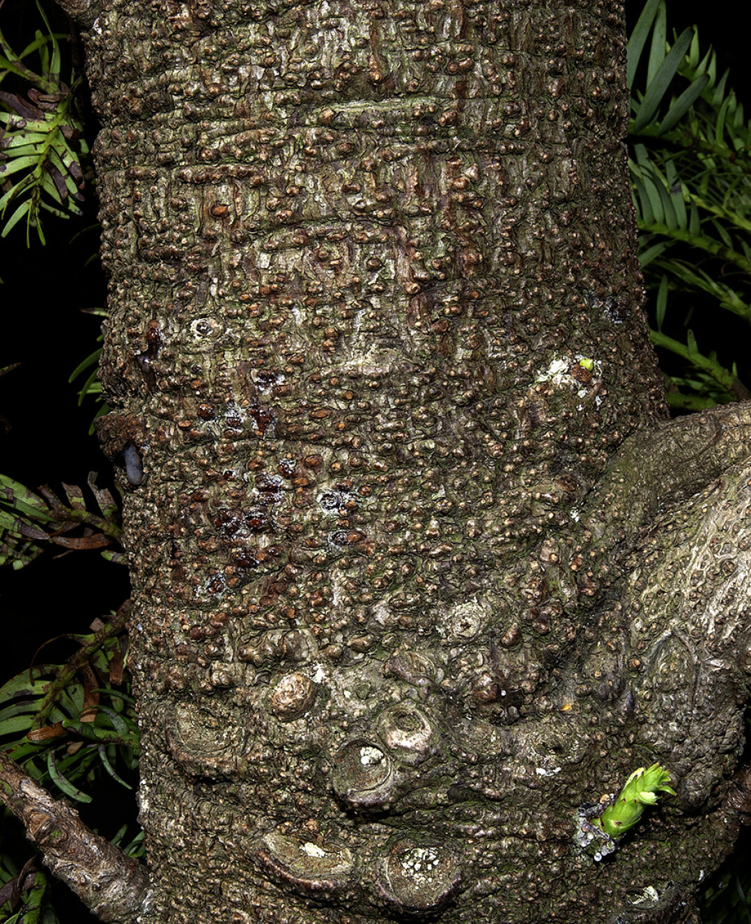 Wollemia nobilis bark