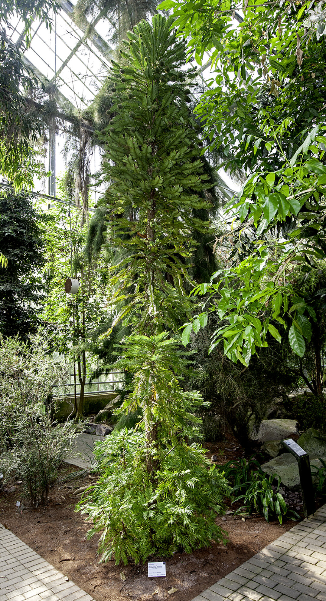 Wollemia nobilis