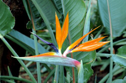 Strelitzia Reginae 05 Fl Imp 10