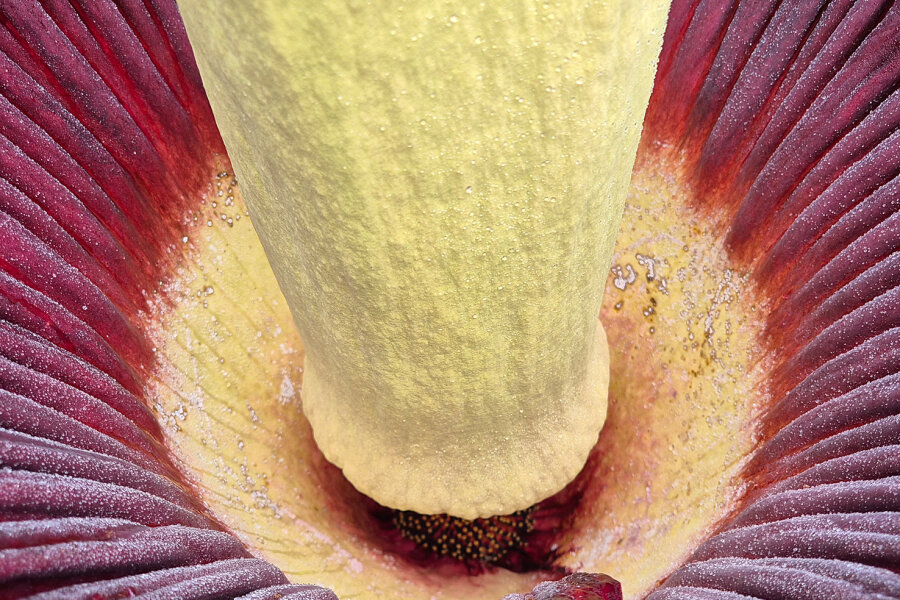 Amorphophallus titanum