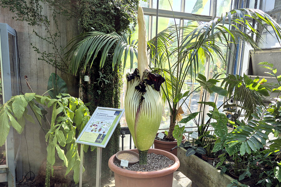 Amorphophallus titanum