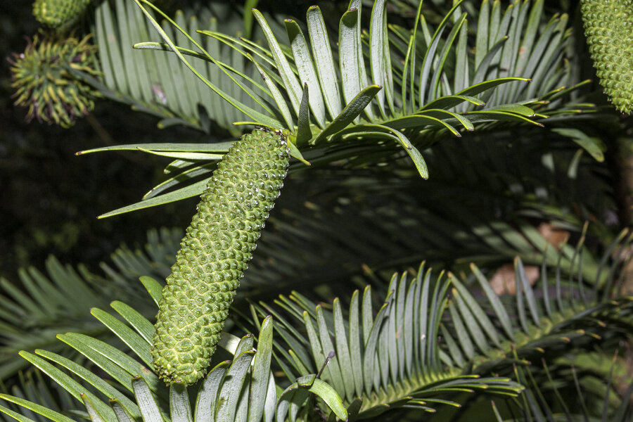 Wollemia male cone