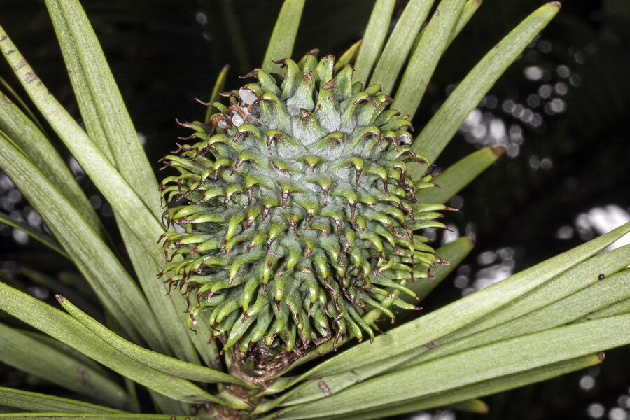 Wollemia female cone