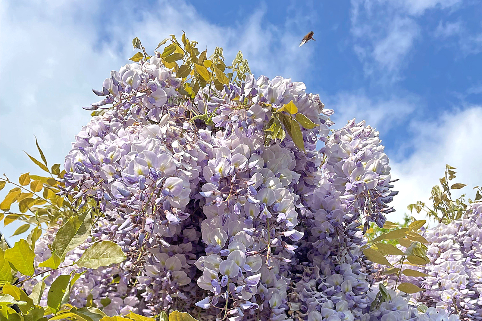 Wisteria_sinensis