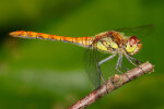 <i>Sympetrum sanguineum</i> (O.F. Müller) (Libellulidae - Segellibellen) - Blutrote Heidelibelle; Verbreitung: Mitteleuropa - Foto: Klaus Dieter Kaufmann