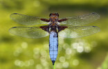 <i>Libellula depressa</i> L. (Libellulidae - Segellibellen) - Plattbauch; Verbreitung: Europa - Foto: Klaus Dieter Kaufmann