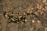 <i>Salamandra salamandra</i> (L.) (Salamandridae - Echte Salamander) - Feuersalamander; Verbreitung: Europa - Foto: Klaus Dieter Kaufmann