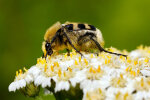 <i>Trichius fasciatus</i> (L.) (Scarabaeidae - Blatthornkäfer) - Gebänderter Pinselkäfer; Verbreitung: Eurasien - Foto: Klaus Dieter Kaufmann