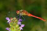 <i>Sympetrum striolatum</i> (Charpentier) (Libellulidae - Segellibellen) - Große Heidelibelle; Verbreitung: Mitteleuropa - Foto: Klaus Dieter Kaufmann