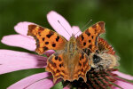 C-Falter (<i>Polygonia c-album</i>); Foto: K.D. Kaufmann