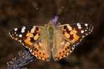 Distelfalter (<i>Vanessa cardui</i>); Foto: K.D. Kaufmann