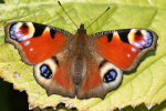 Tagpfauenauge (<i>Aglais io</i>); Foto: K.D. Kaufmann