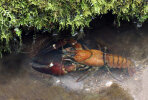 <i>Pacifastacus leniusculus</i> (Dana) (Astacidae - Flusskrebse) - Signalkrebs; Verbreitung: ursprünglich westliches Nordamerika (USA & Kanada), mittlerweile aber fast überall in Europa eingeführt - Foto: Klaus Dieter Kaufmann