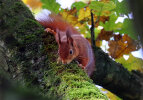<i>Sciurus vulgaris</i> L. (Sciuridae - Hörnchen) - Eurasisches Eichhörnchen; Verbreitung: Europa und nördliches Asien - Foto: Klaus Dieter Kaufmann