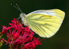Rapsweißling, Grünader-Weißling (<i>Pieris napi</i>); Foto: K.D. Kaufmann