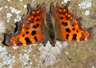 C-Falter (<i>Polygonia c-album</i>); Foto: K.D. Kaufmann