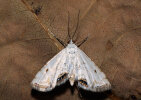 Wasserlinsenzünsler (<i>Cataclysta lemnata</i>), Oberseite; Foto: K.D. Kaufmann