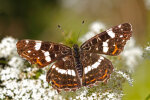 Landkärtchen (<i>Araschnia levana</i>); Foto: K.D. Kaufmann