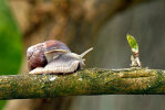 <i>Helix pomatia</i> L. (Stylommatophora - Landlungenschnecken) - Weinbergschnecken; Verbreitung: Europa - Foto: Klaus Dieter Kaufmann